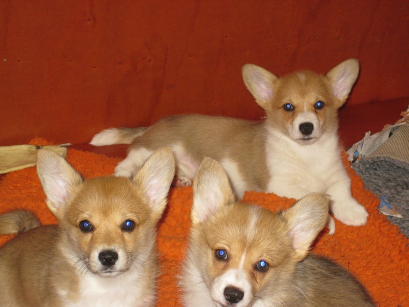 Puppies